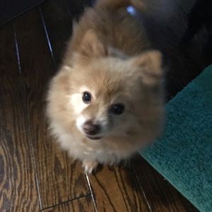 Meet your Posher, Alan